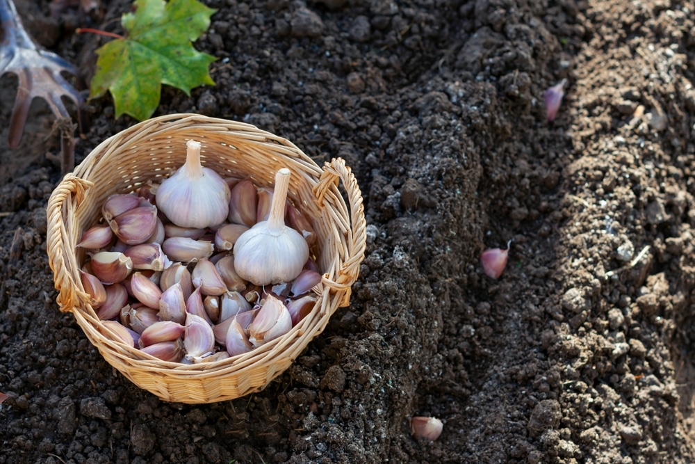 Cloves Of Garlic In Wicker Basket On Black Soil Background