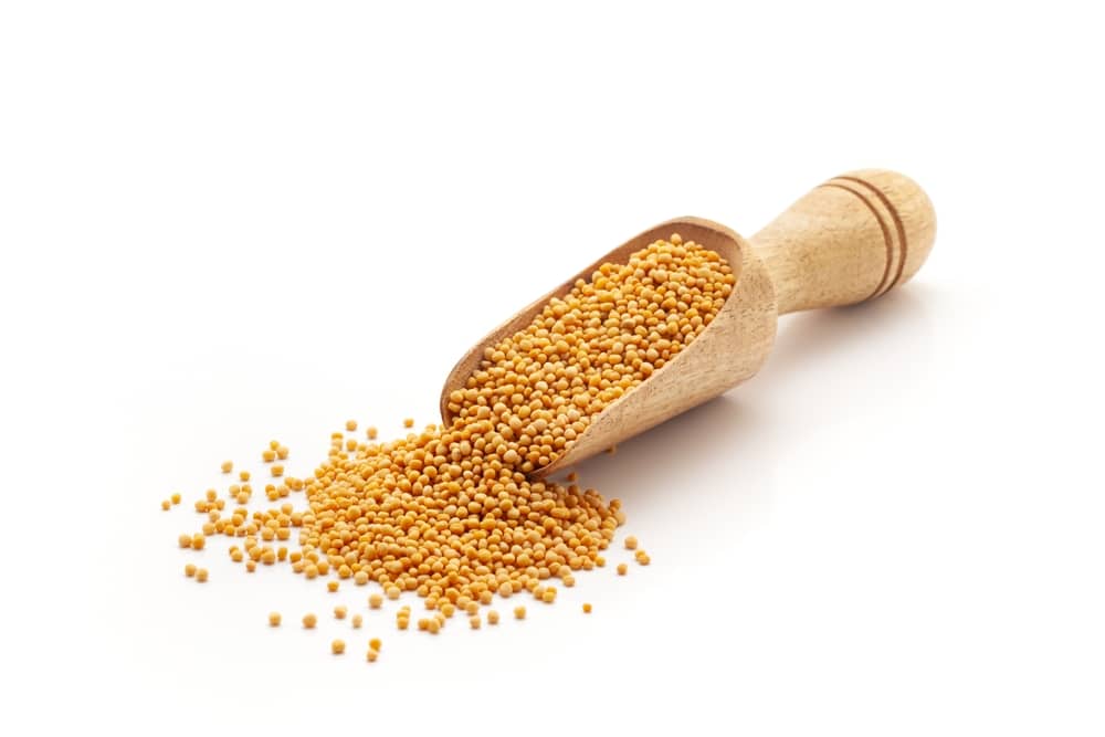 Front view of a wooden scoop filled with Organic Yellow Mustard seeds (Sinapis alba). Isolated on a white background.