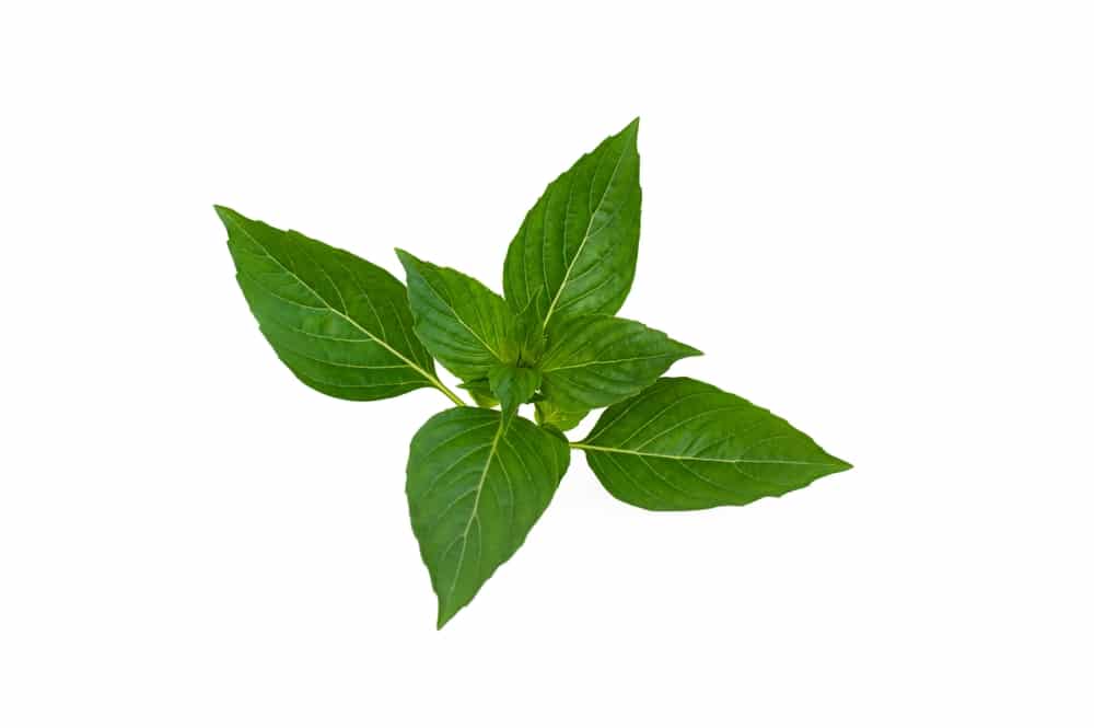 Thai Basil isolated on white background