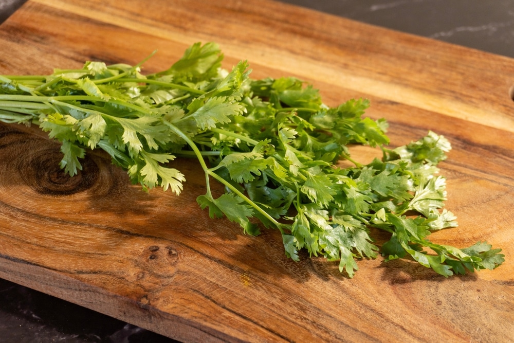 Vibrant Fresh Cilantro (coriander) Leaves On A Classic Wooden Background