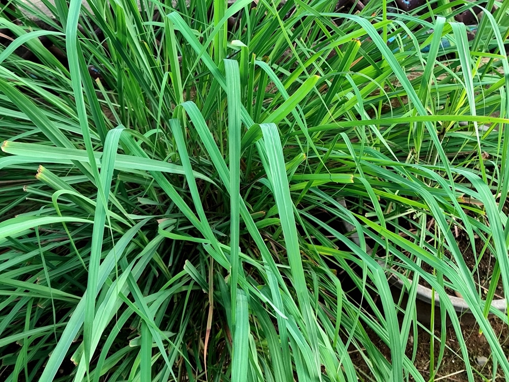 lemongrass leaves