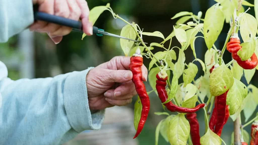 a person plucking red chillies from the plant using scissor