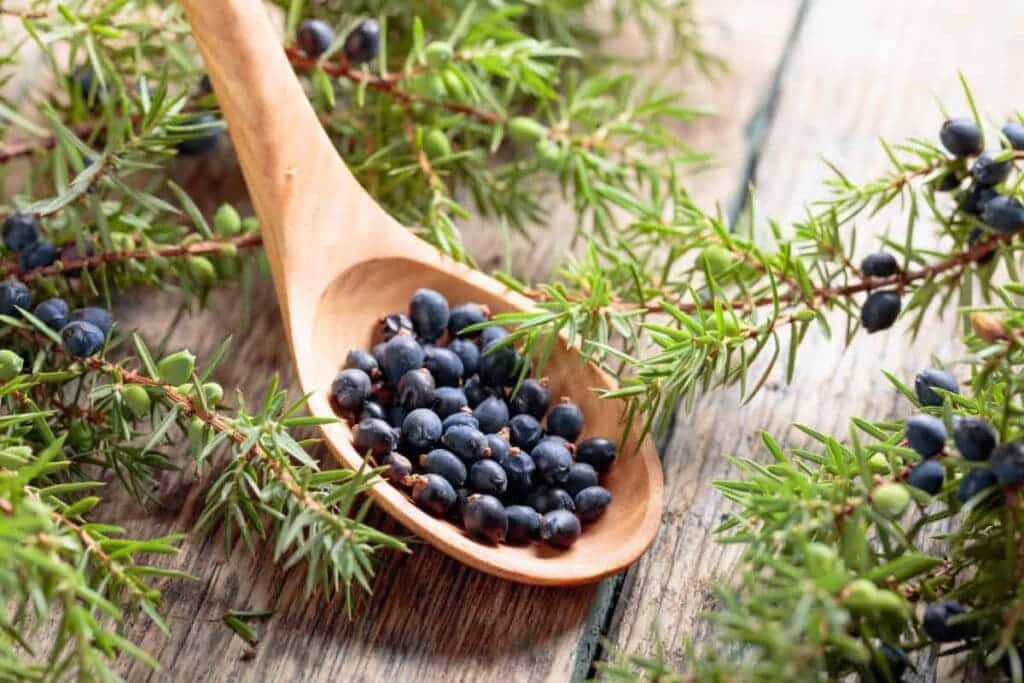 juniper berries along with janiper plant