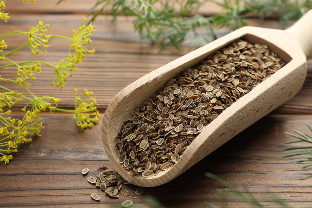 Scoop Of Dry Seeds And Fresh Dill On Wooden Table