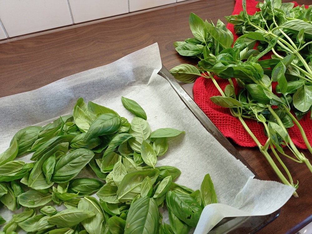 Basil leaves are in an oven tray.