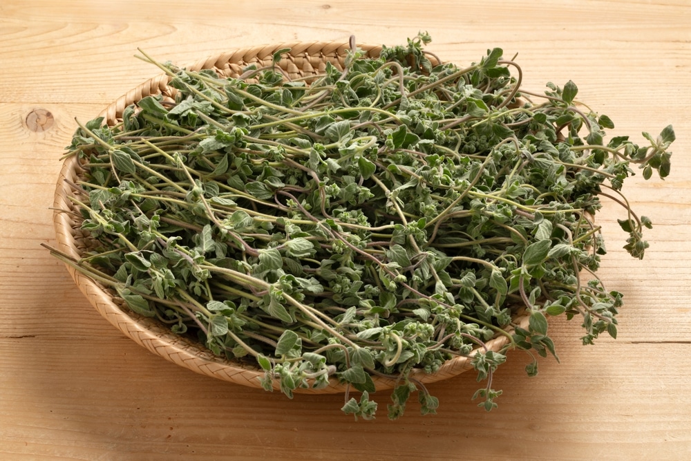 Basket With Fresh Picked Green Marjoram Twigs Close Up