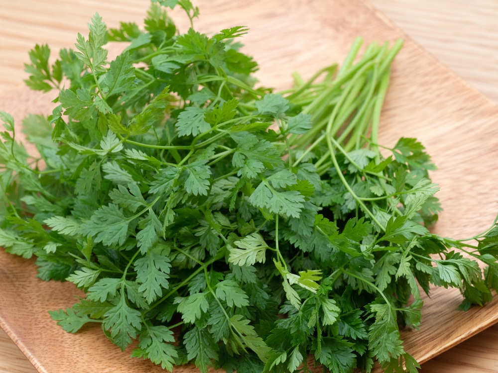 Bunch of a herb named chervil. It is used for flavoring in cooking.