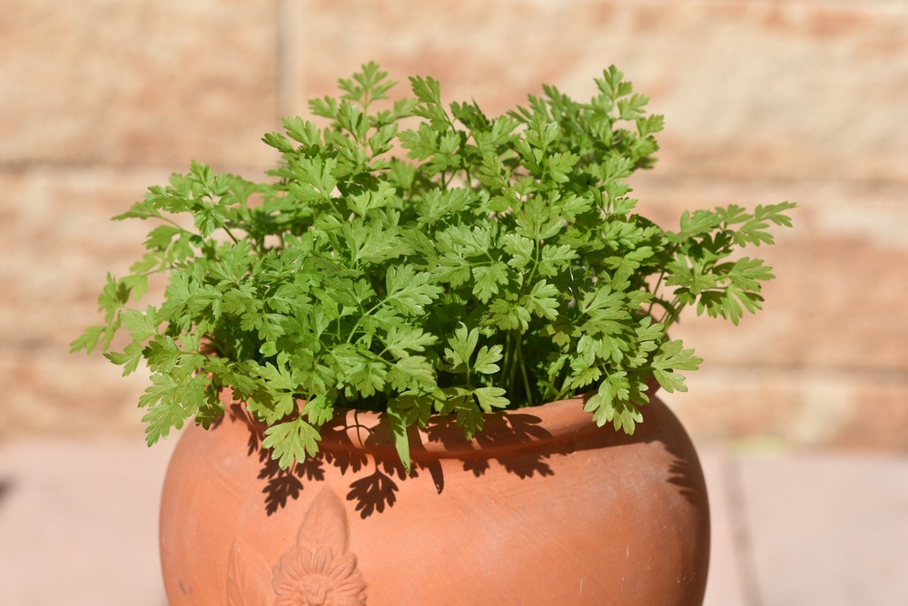 Chervil in a pot 