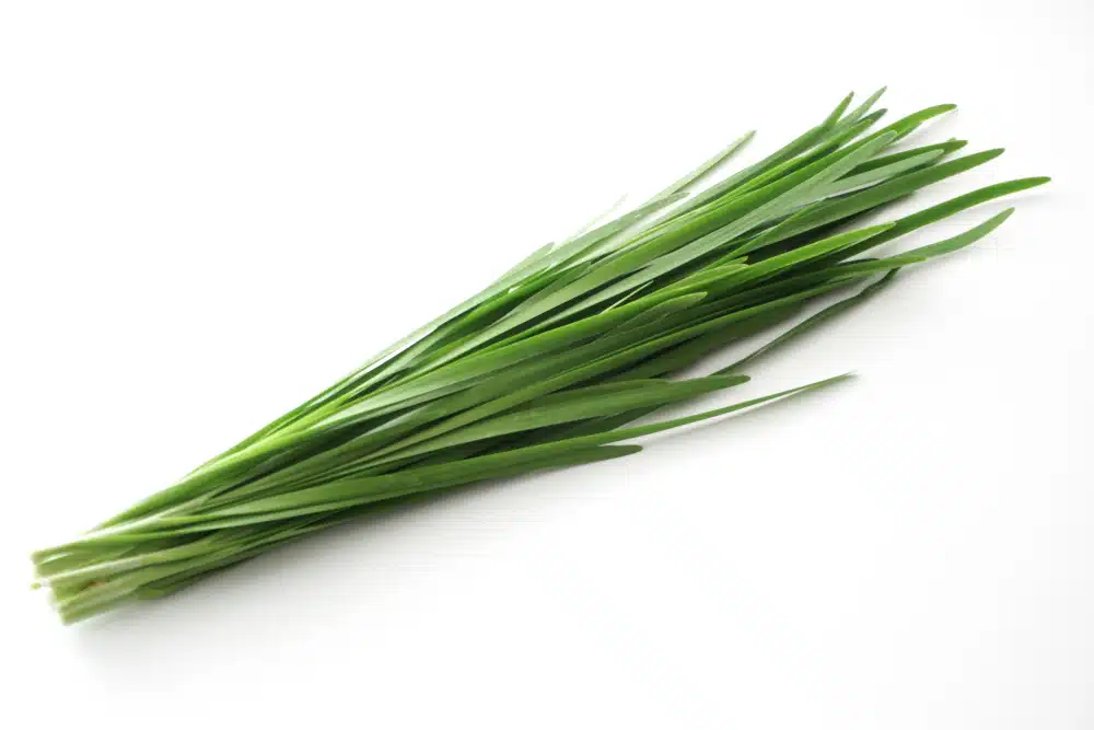 Chinese chives Garlic chives on a white background