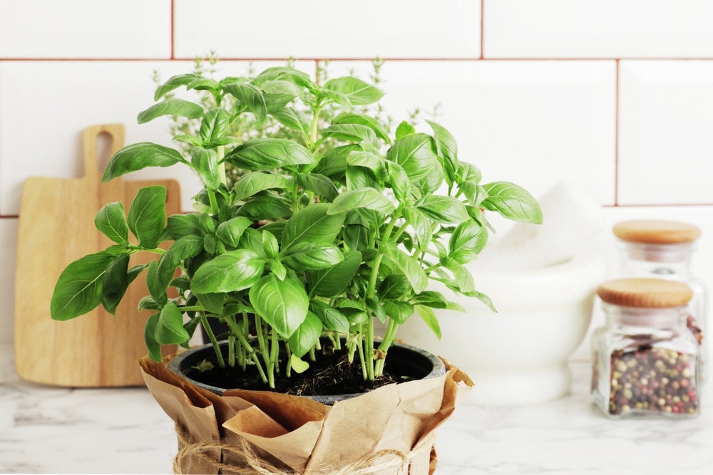 Composition of fresh basil and spices, on the kitchen table.