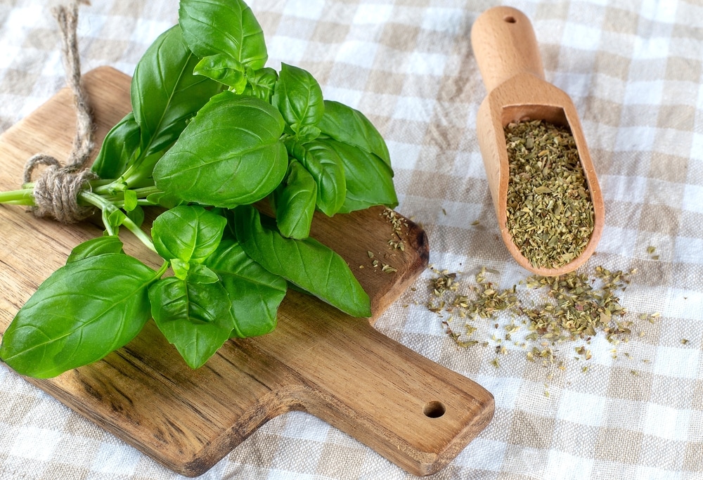 Fresh green basil and seasoning basil on wooden spoon on cloth background