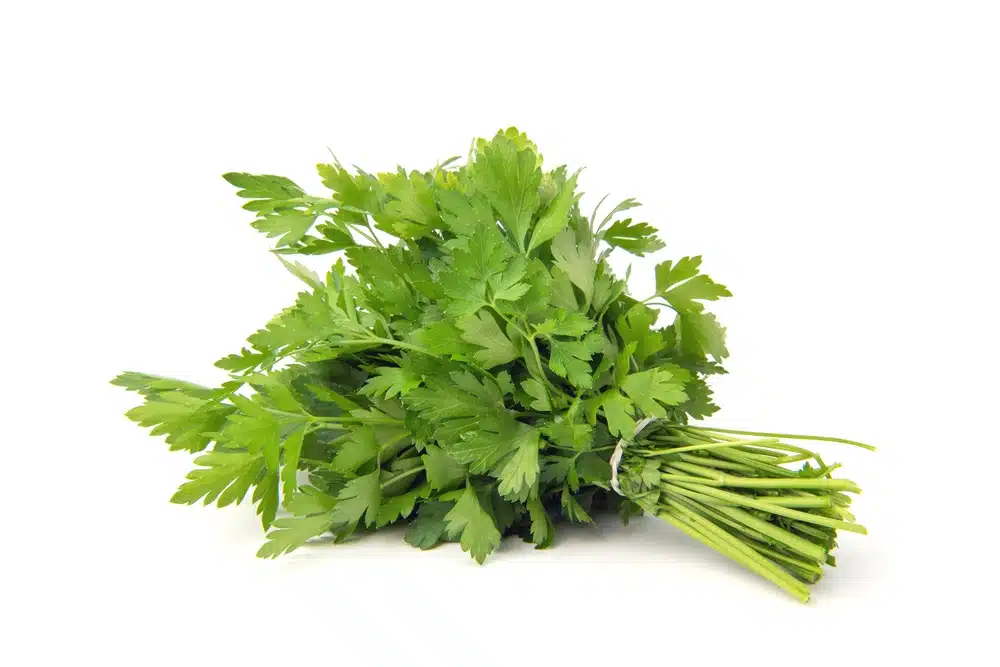 Fresh Green Parsley Bunch On White Background