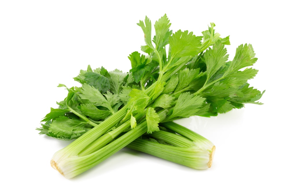 Fresh Leaf Celery Isolated Over A White Background