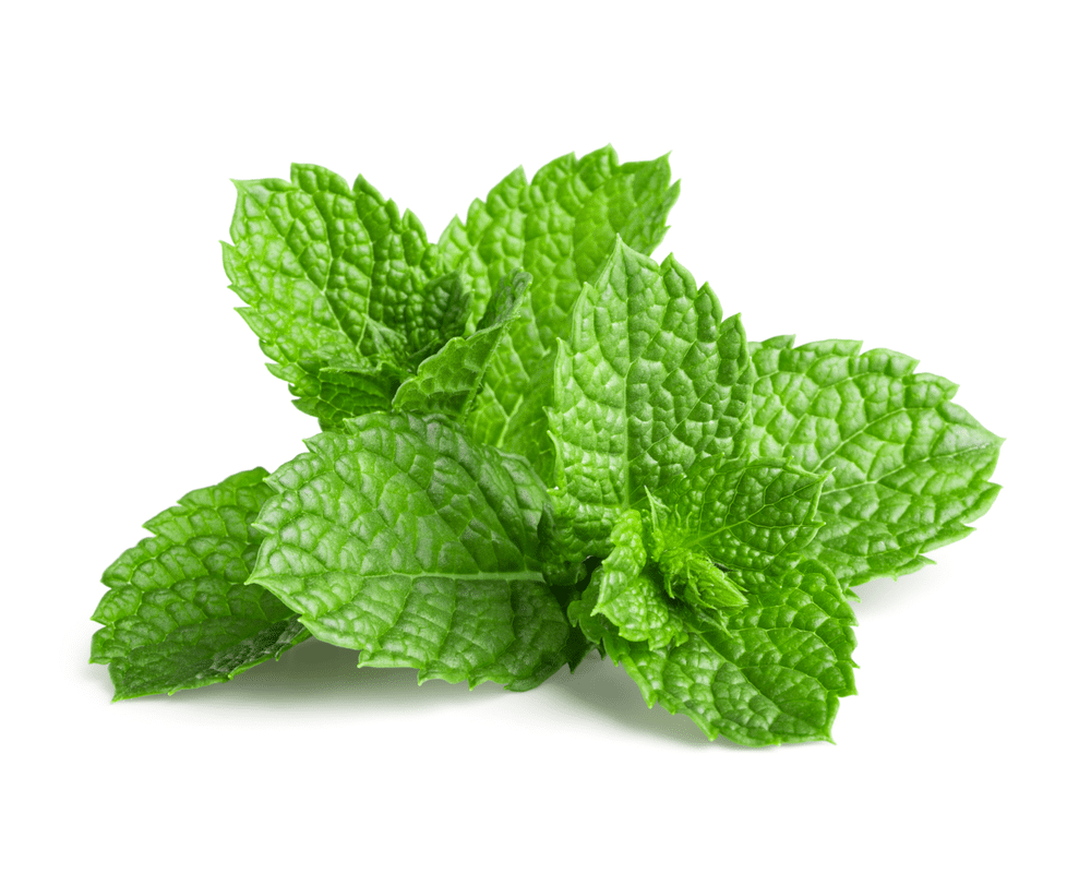 Fresh mint isolated on white background