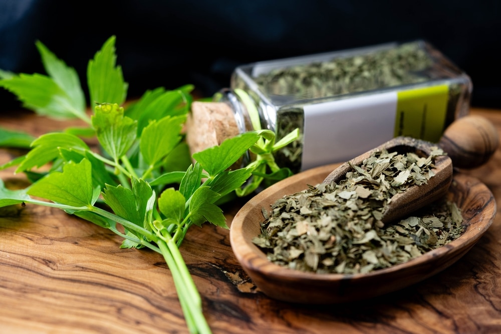 Leaves of the lovage plant Levisticum officinale fresh and dried