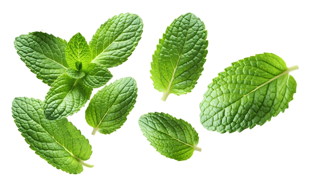 Mint leaves. Spearmint leaves, isolated on white background 