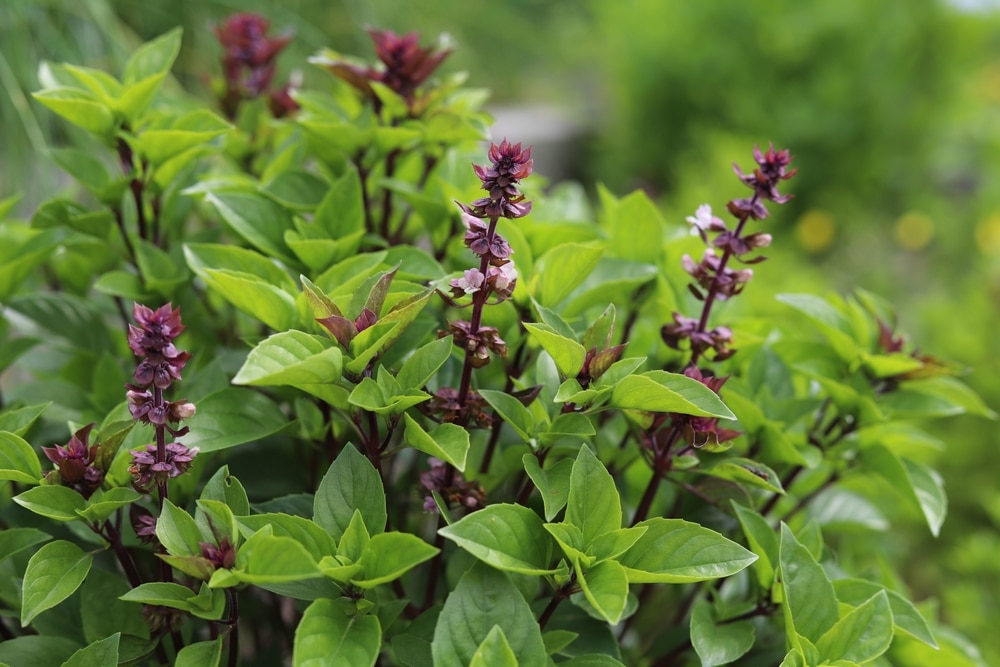 Ocimum Basilicum Thai Basil Spice And Medicinal Plant