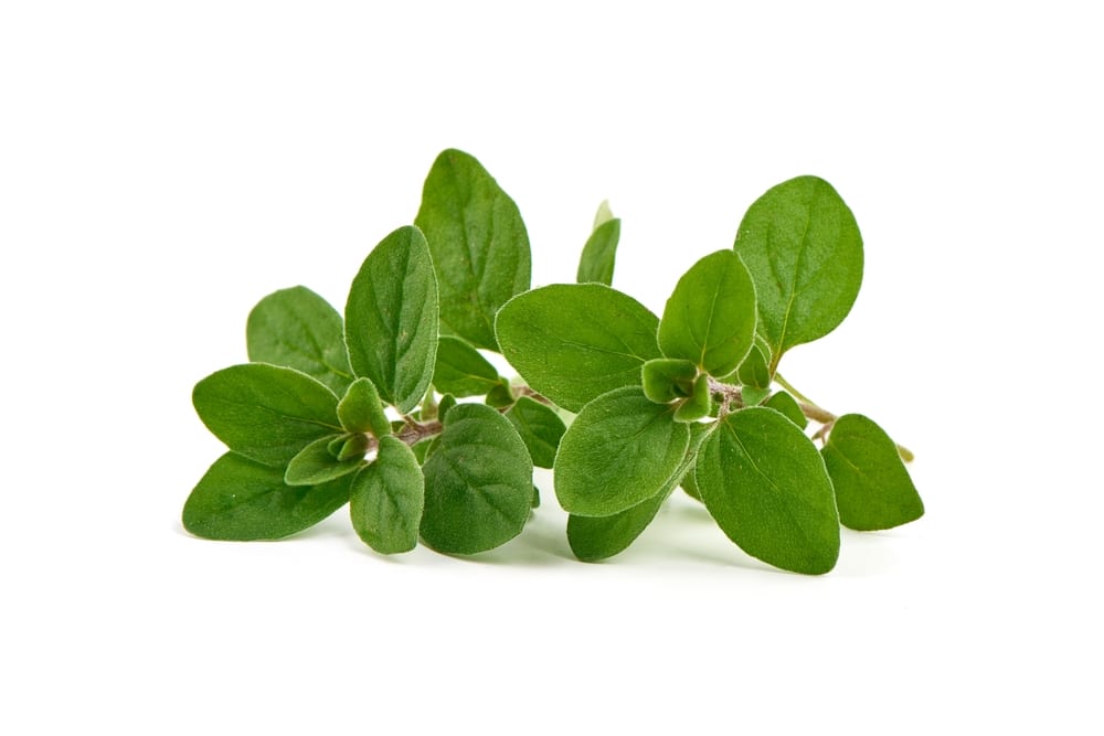 Oregano Leaves Marjoram Branch Isolated On White Background