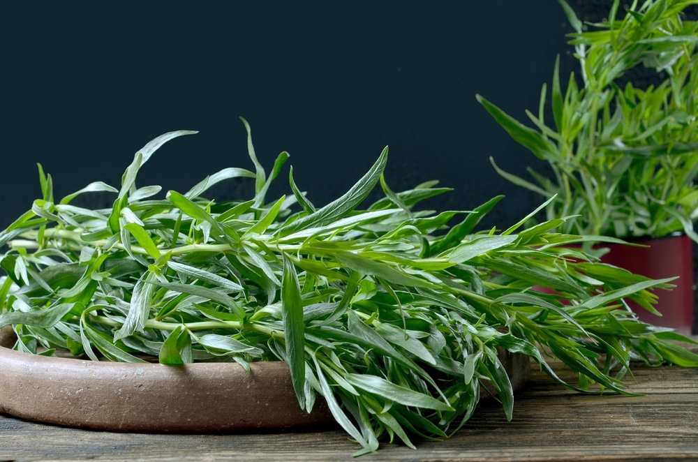 Pile of fresh green tarragon - Artemisia Dracunculus, in a clay plate on an old wooden background