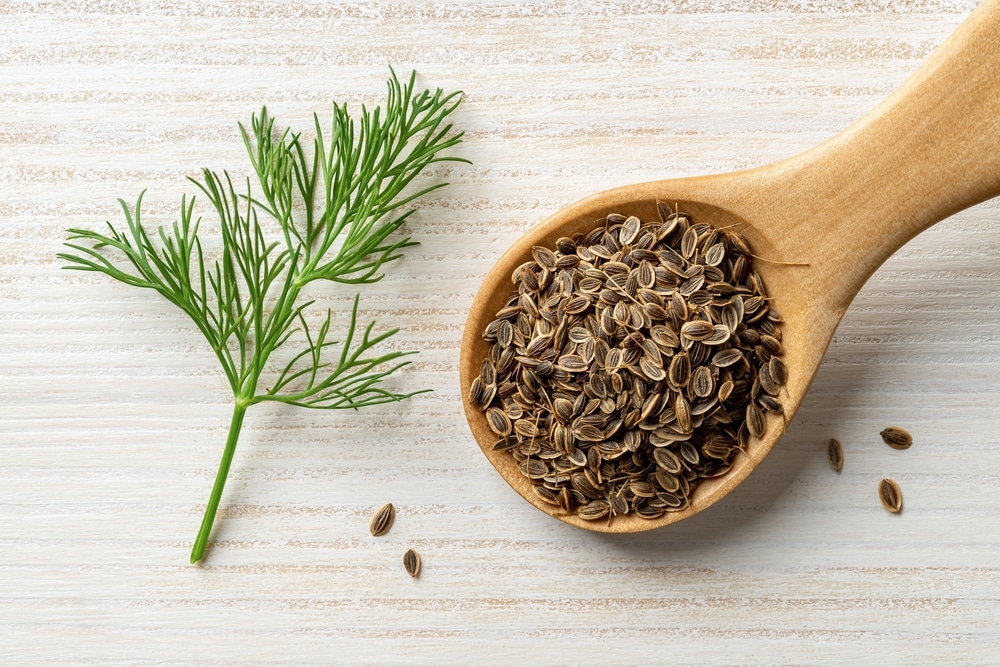 Raw dill seeds in a wooden spoon and sprig of fresh green dill on a rustic wooden table.