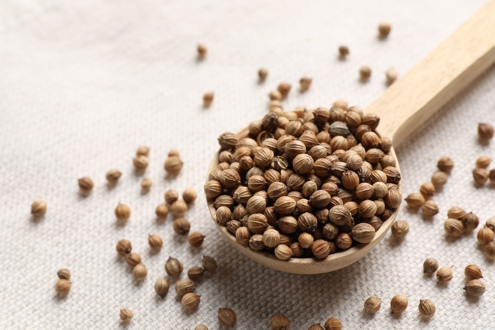 Spoon With Dried Coriander Seeds On Light Cloth Closeup