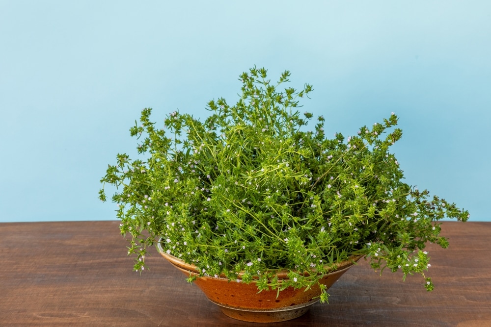 Summer savory (Satureja hortensis) plant herb in ceramic bowl on a table. 