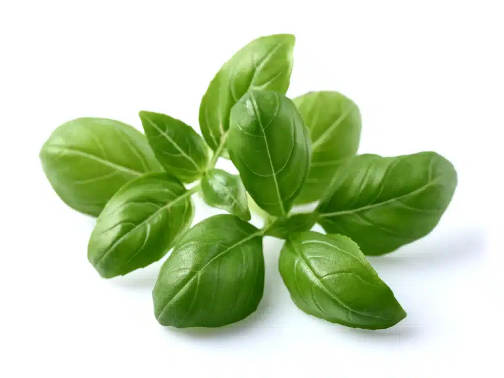 basil leaves