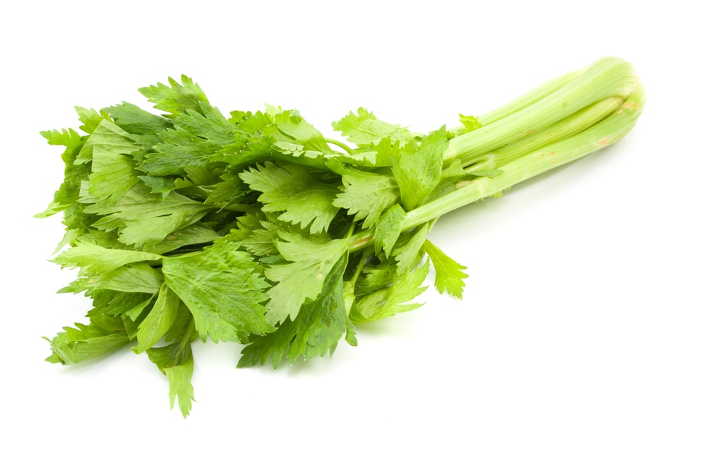 Celery Isolated On White Background