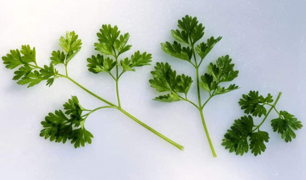 chervil leaves infront of a white surface