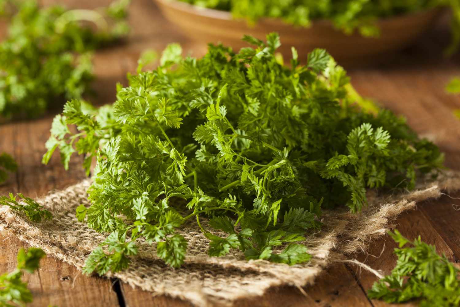 chervil placed on a fabric