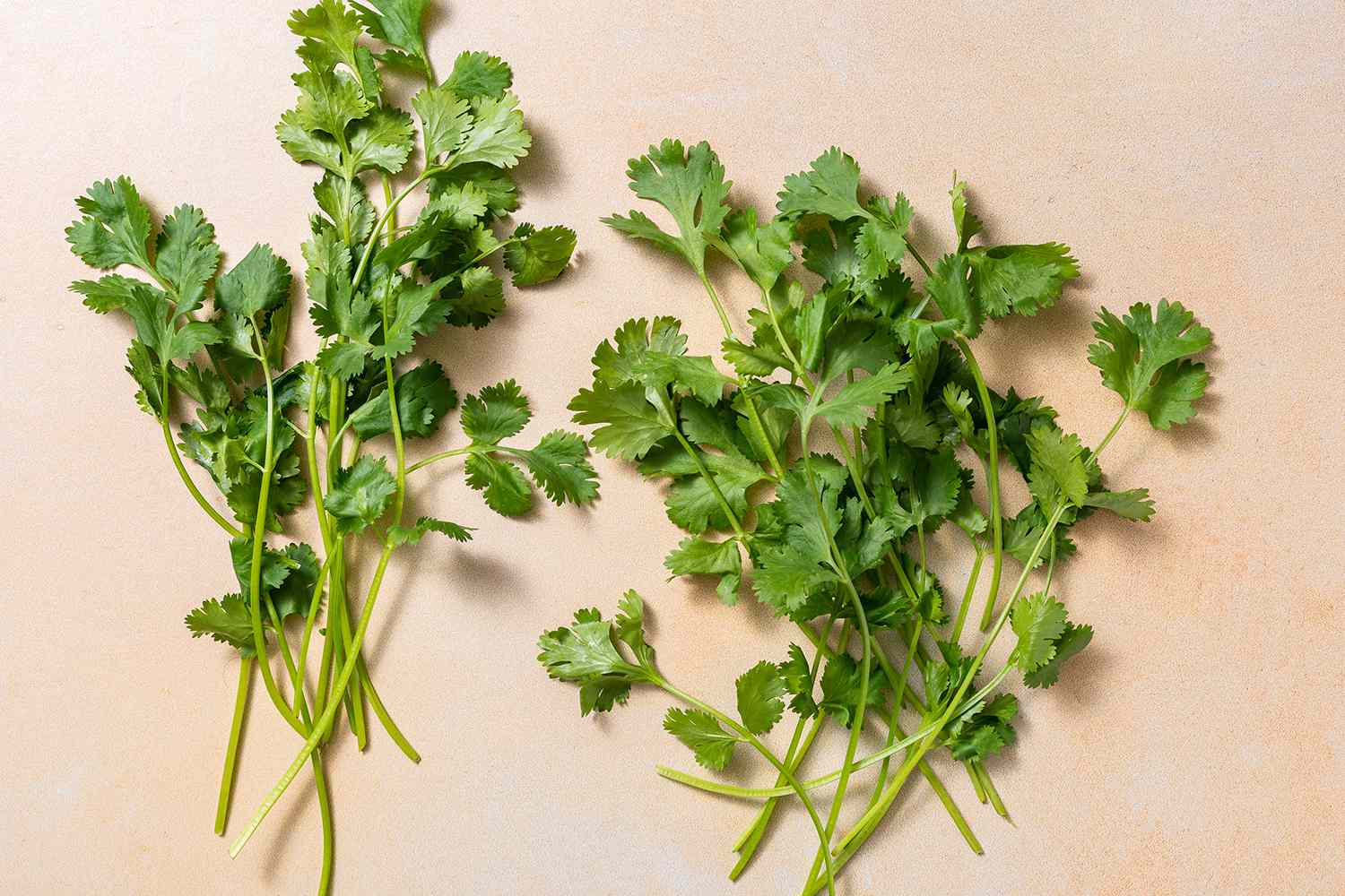 cilantro placed on a smooth surface