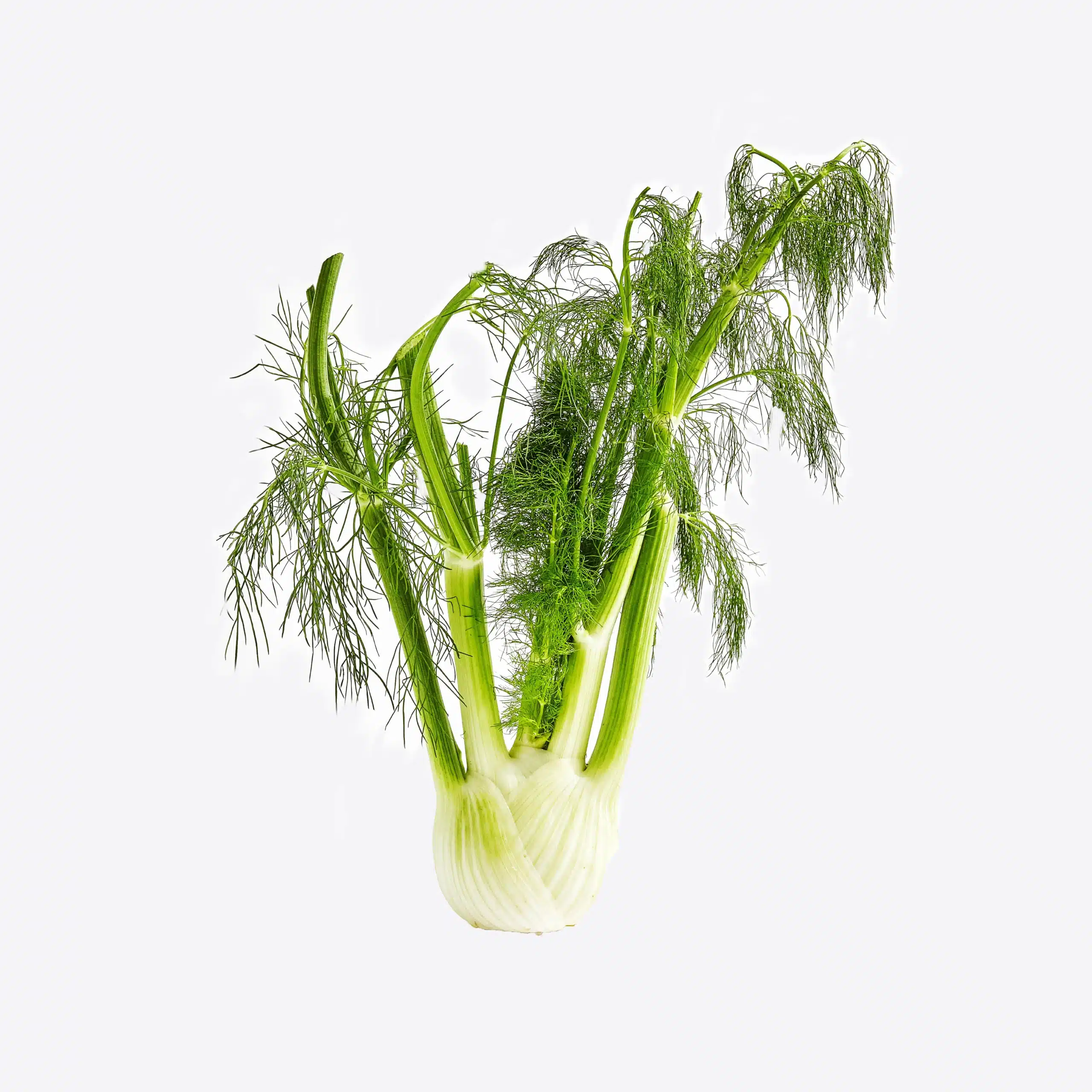 fennel fronds zoomed in view