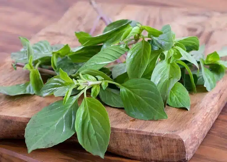 fresh basil leaves