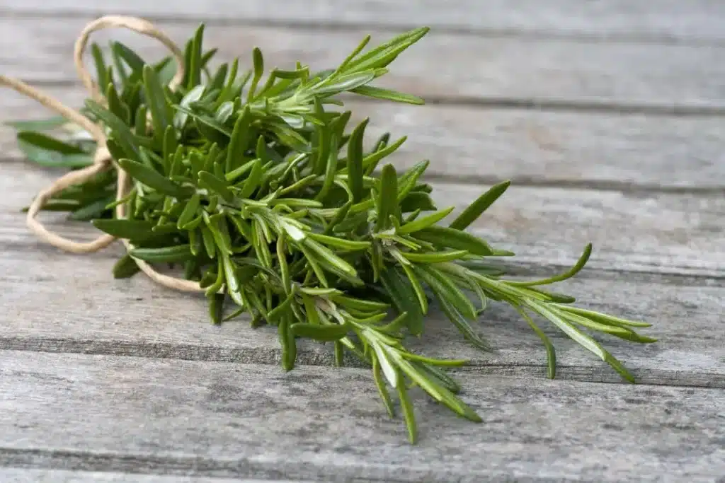 fresh romsemary leaves