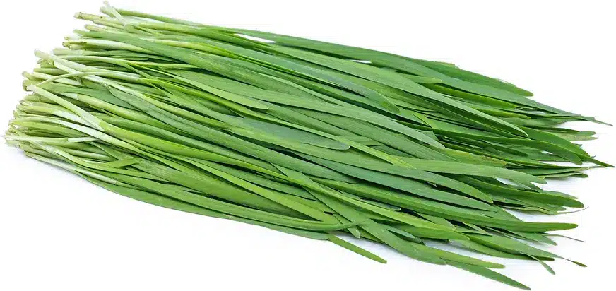 leeks placed in front of white background