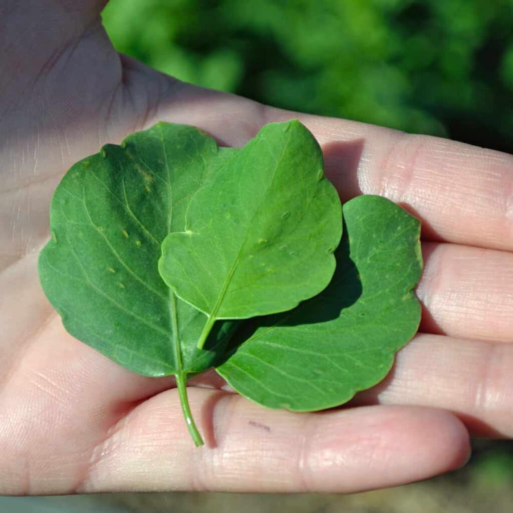 papalo leaves