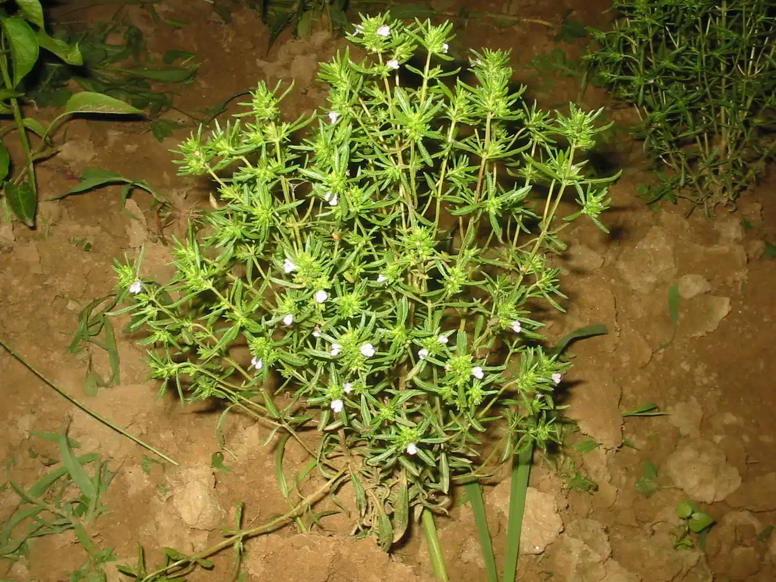 summer savory