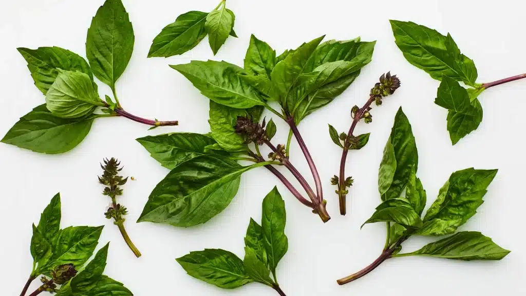 thai basil leaves