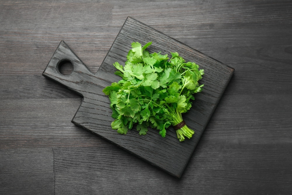 Bunch Of Fresh Coriander On Black Wooden Table Top View