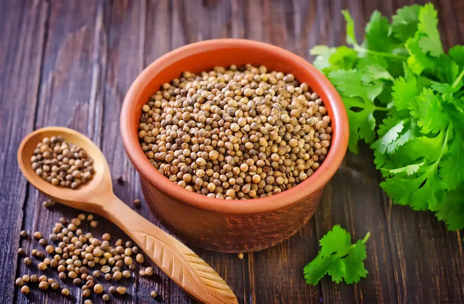 coriander seeds in a bowl and spoon