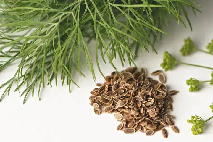 dill seeds with green herbs