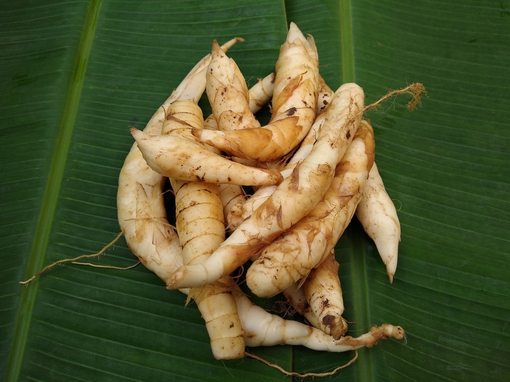 Raw Arrowroot or Maranta arundinacea on banana leaf background, fresh root vegetables 