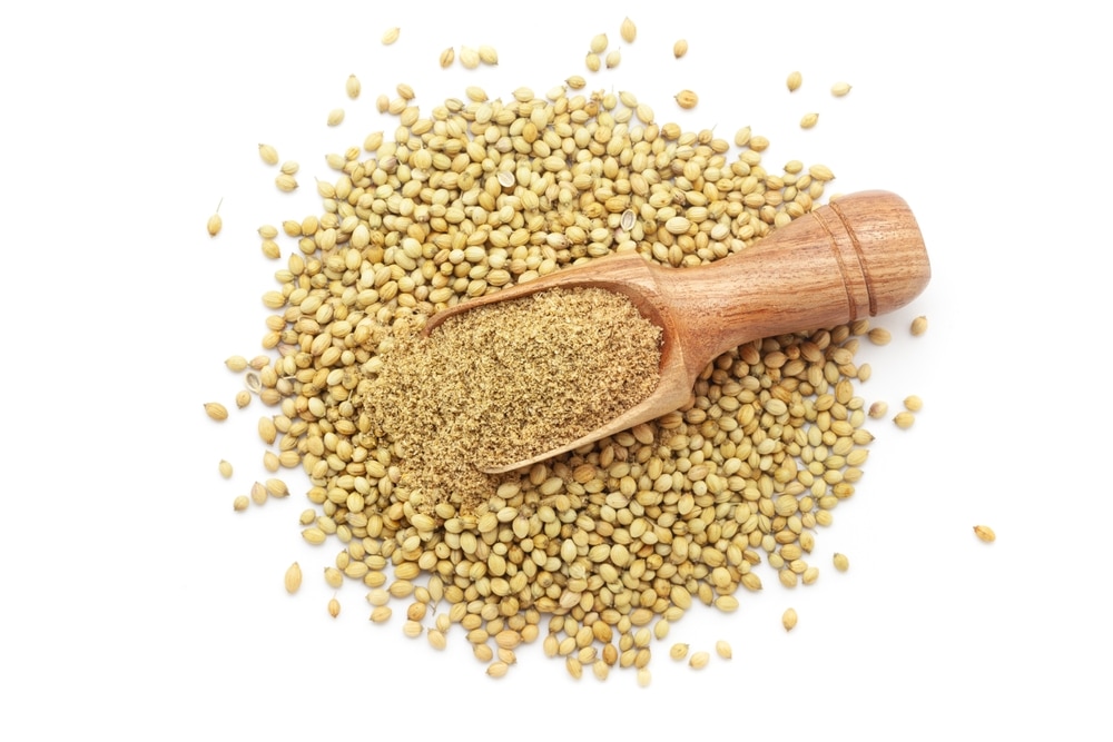 A wooden scoop filled with organic Coriander (Coriandrum sativum) powder, placed over a heap of whole Coriander seeds, isolated on a white background