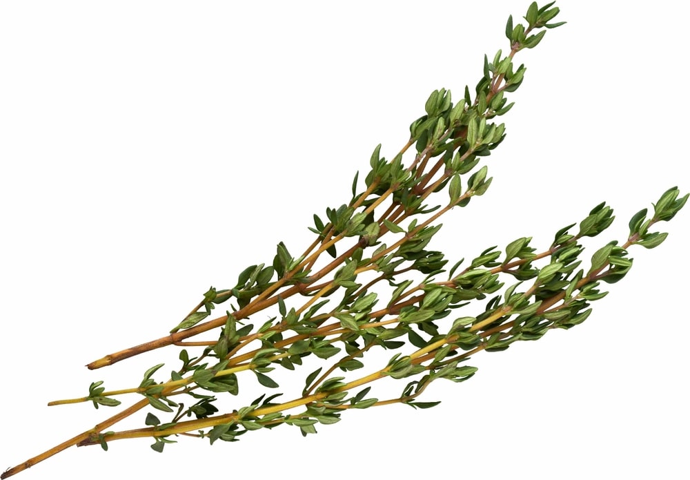 Sprig Of Thyme Isolated On A White Background