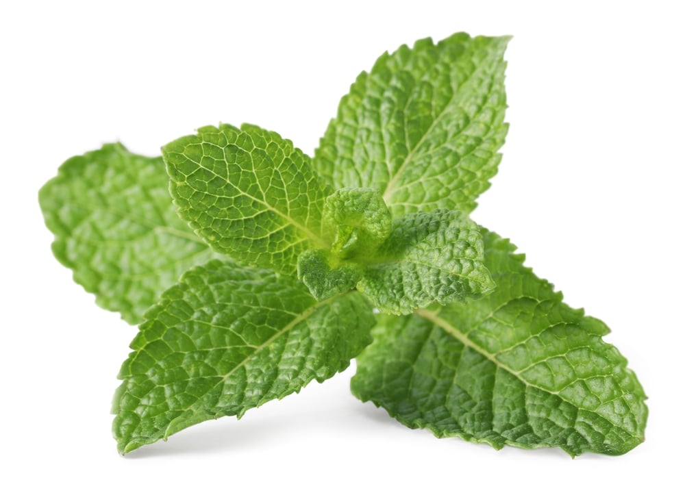 Fresh Green Mint Leaves Isolated On White